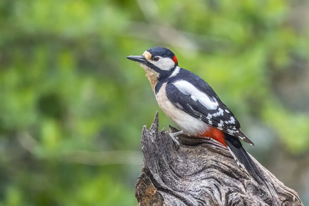 Great spotted woodpecker (Dendrocopos major) Year-round resident in Georgia