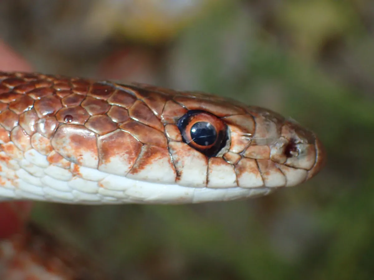 Red-bellied racer (Dolichophis schmidti) — Eastern Georgia