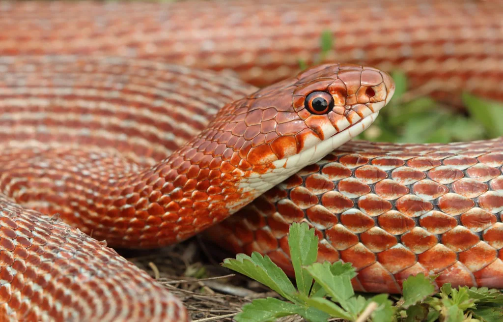 Red-bellied racer (Dolichophis schmidti) — Gardabani — Bobby Bok