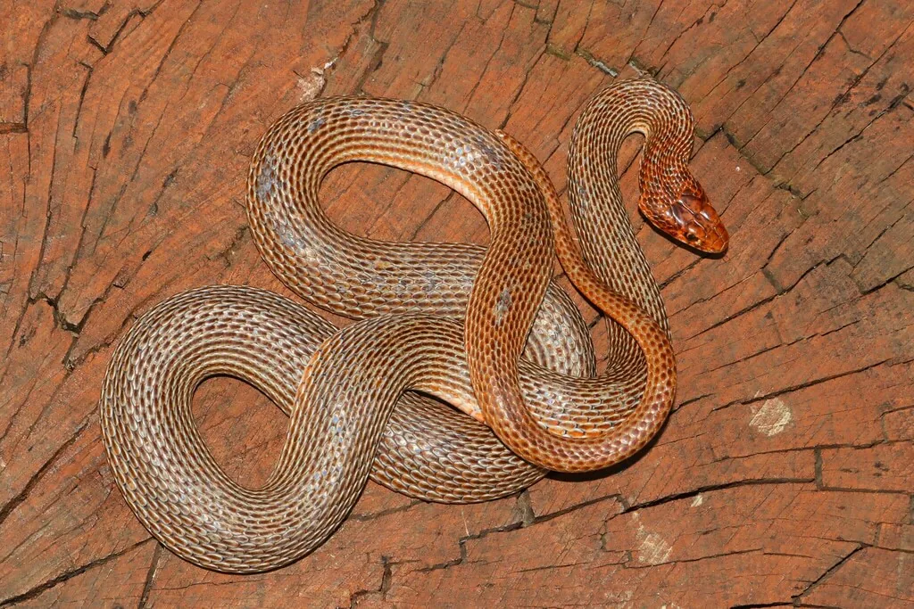 Red-bellied racer (Dolichophis schmidti) — Sagarejo — Christian Langner