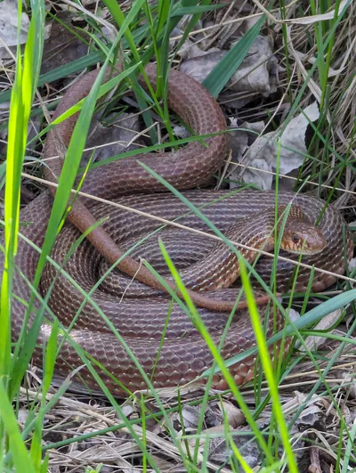 Kırmızı karınlı kırbaç yılanı (Dolichophis schmidti)