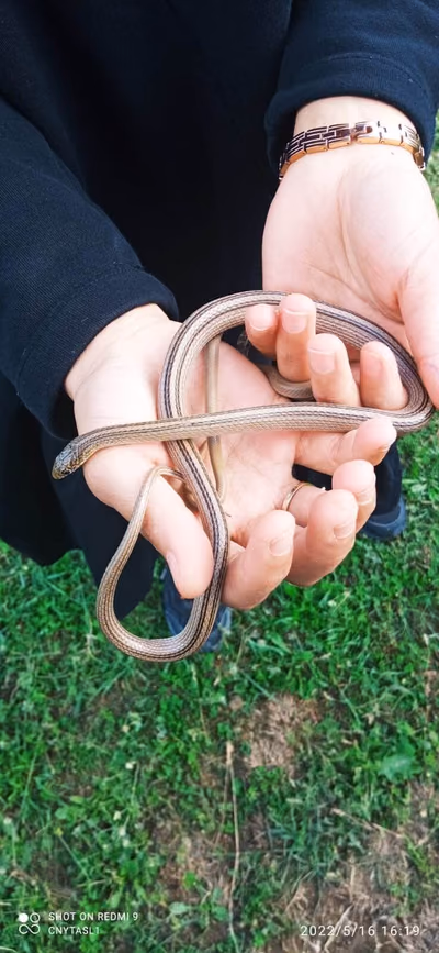 Collared Dwarf Snake (Eirenis collaris) — Southeastern Georgia