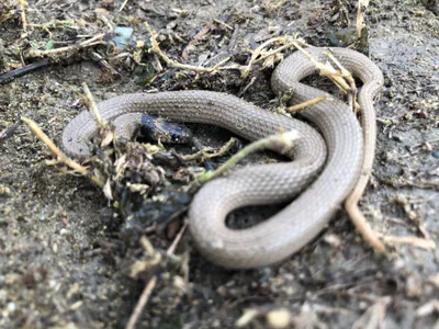 Collared Dwarf Snake (Eirenis collaris) — Southeastern Georgia