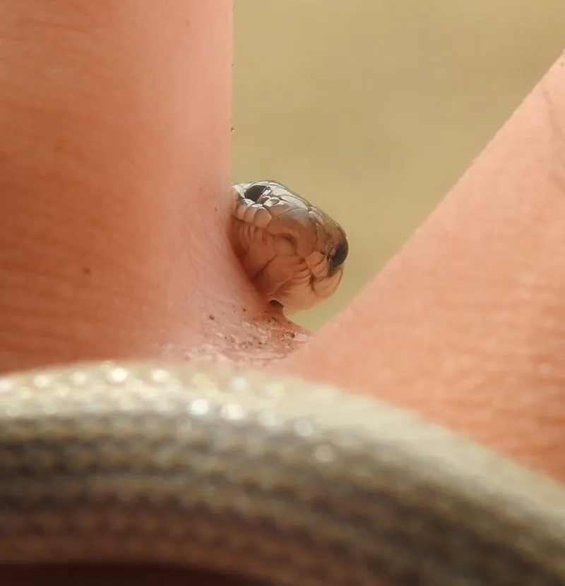 Yakalı cüce yılan (Eirenis collaris)