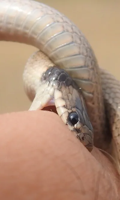 Yakalı cüce yılan (Eirenis collaris)