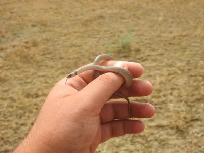 Yakalı cüce yılan (Eirenis collaris)