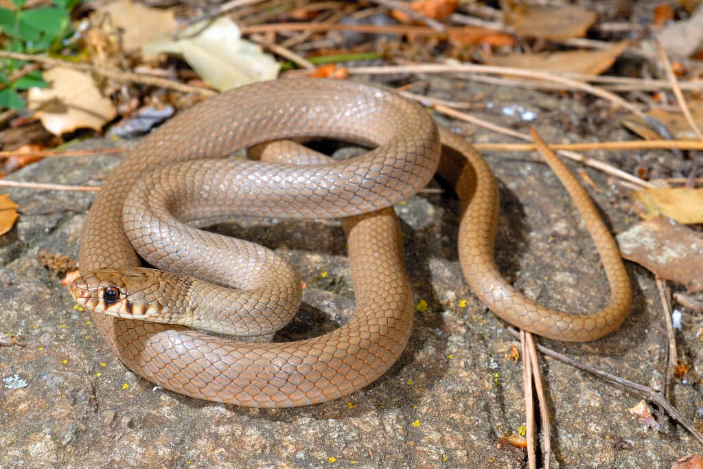 Ring-headed Dwarf Snake (Eirenis modestus) — Eastern and central Georgia — Roberto Sindaco