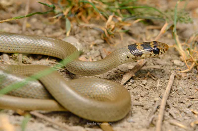 Скромный эйренис (Eirenis modestus) — Восточная и центральная Грузия — brechtheusequin