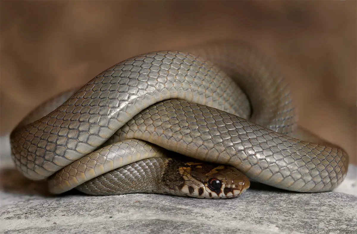 Ring-headed Dwarf Snake (Eirenis modestus) — Tbilisi — Armen Seropian