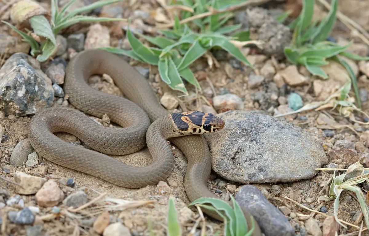 Ring-headed Dwarf Snake (Eirenis modestus) — Tbilisi — Laura and Bobby Bok