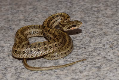 Steppe ratsnake (Elaphe dione) — Zhengzhou, Henan, China — Zinogre