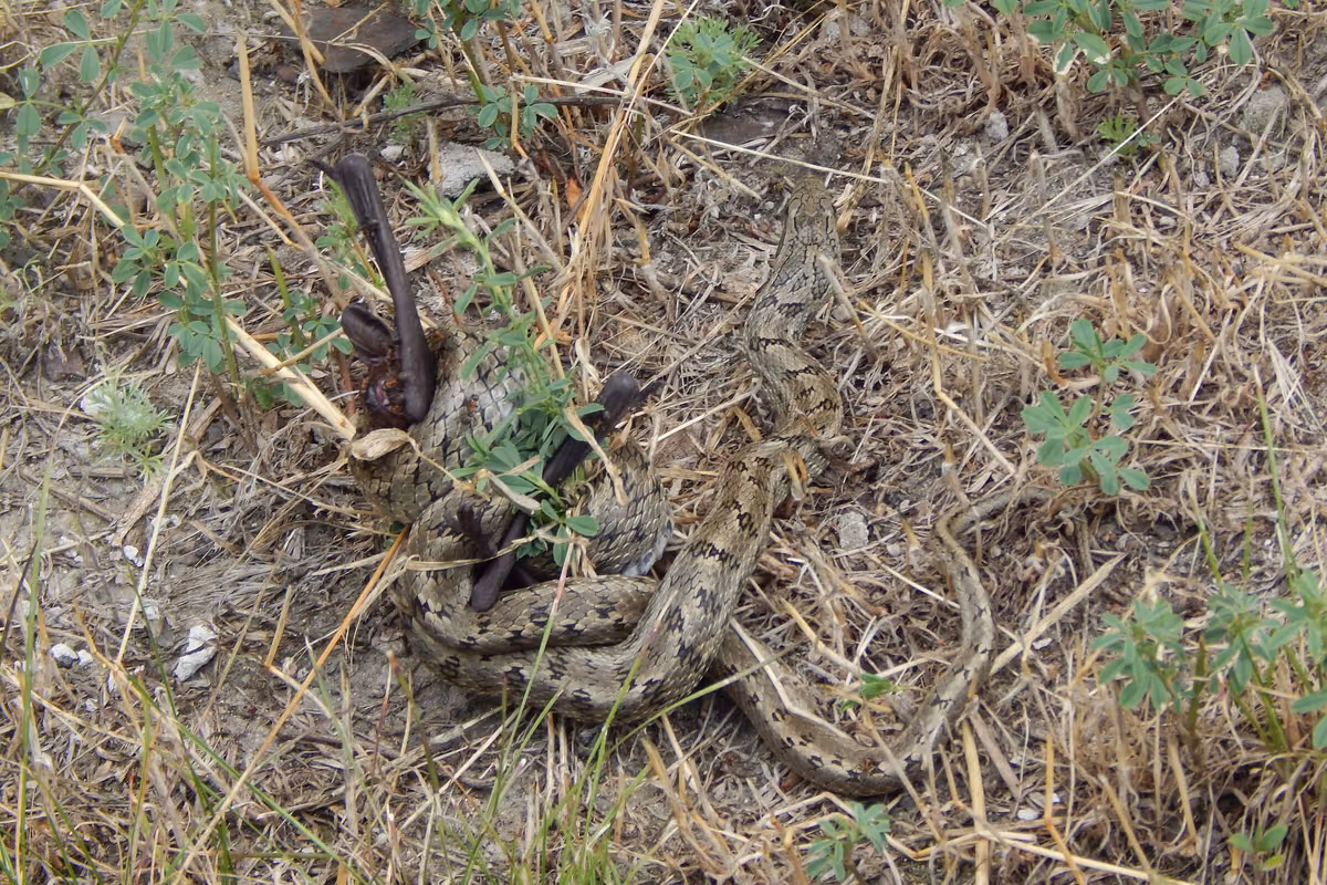 Steppe ratsnake (Elaphe dione) — Ukraine — Моховинка