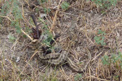 Steppe ratsnake (Elaphe dione) — Ukraine — Моховинка