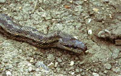 Steppe ratsnake (Elaphe dione) — Akhmeta, Zemo Khodasheni — Kakhaber Sukhitashvili