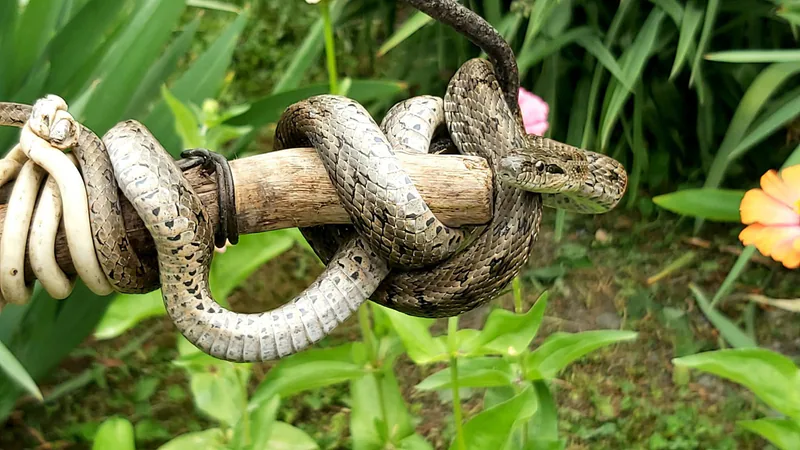 Steppe ratsnake (Elaphe dione) — Dry eastern Georgia — Nika Gagloshvili