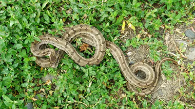 Steppe ratsnake (Elaphe dione) — Dry eastern Georgia — Nika Gagloshvili