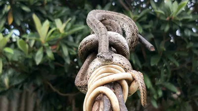 Steppe ratsnake (Elaphe dione) — Dry eastern Georgia — Nika Gagloshvili