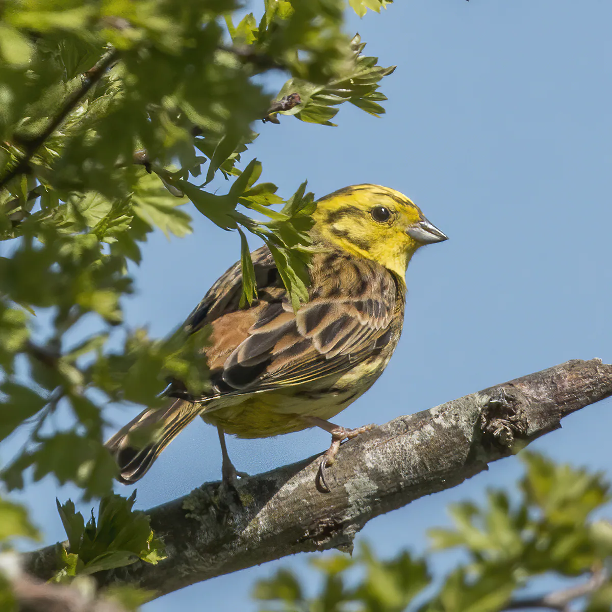 Обыкновенная овсянка (Emberiza citrinella) Зимний гость в Грузии