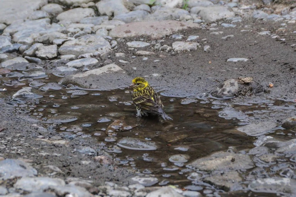Yellowhammer (Emberiza citrinella) — Winter visitor in Georgia — Zauri Khachidze