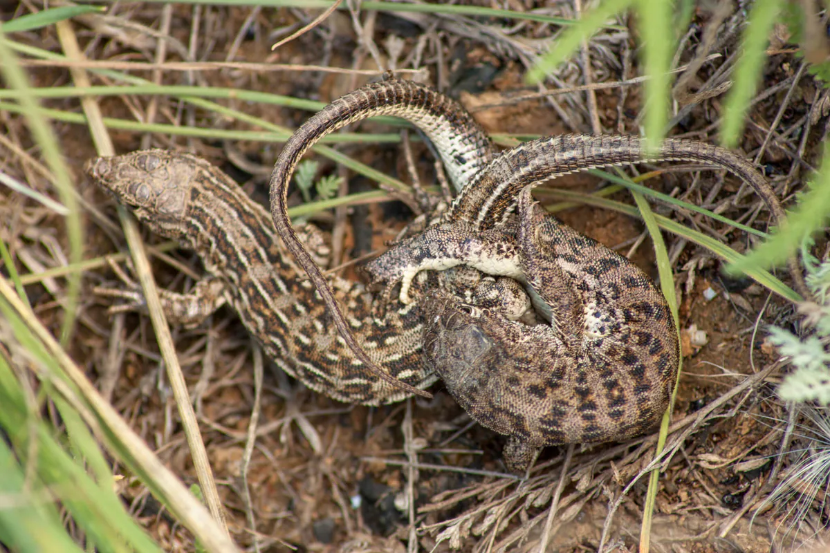 Steppe-Runner (Eremias arguta) — Volgograd Oblast, Russia — Nikita Sevastianov