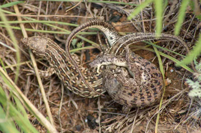 Steppe-Runner (Eremias arguta) — Volgograd Oblast, Russia — Nikita Sevastianov