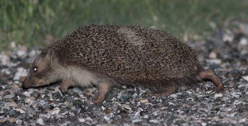 Southern white-breasted hedgehog (Erinaceus concolor) — Turkey — Jan Ebr