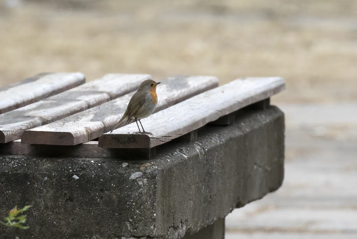 Зарянка (Erithacus rubecula) Круглогодичный резидент в Грузии