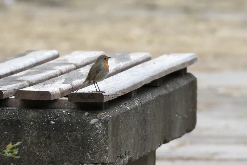 გულწითელა (Erithacus rubecula) — ბალჯალი, სარიჩამი, ადანა — Zeynel Cebeci