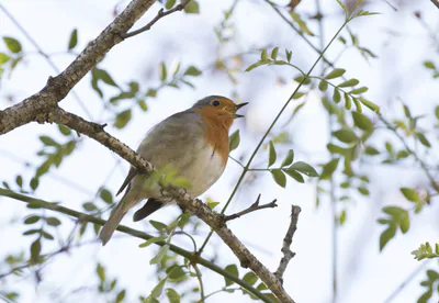 გულწითელა (Erithacus rubecula) — ბალჯალი, სარიჩამი, ადანა — Zeynel Cebeci