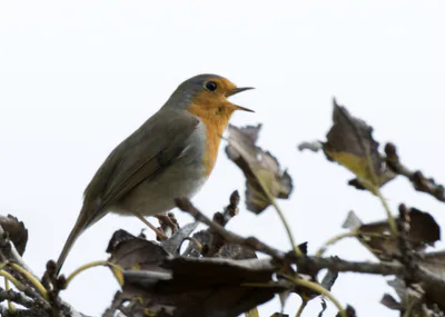 გულწითელა (Erithacus rubecula) — ბალჯალი, სარიჩამი, ადანა — Zeynel Cebeci