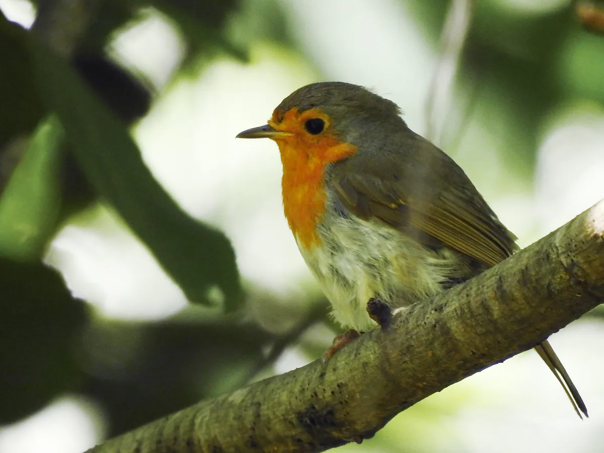 European robin (Erithacus rubecula) — Kobuleti — cerera1