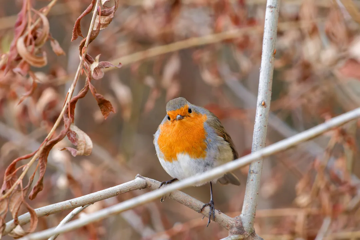 European robin (Erithacus rubecula) — Mtskheta — Donsky