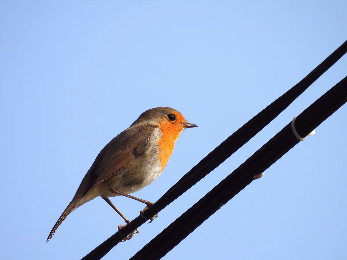 European robin (Erithacus rubecula) — Gagra — ellynvirr