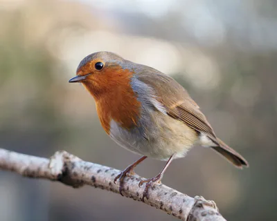 გულწითელა (Erithacus rubecula) — შევინგტონ-მური, ლანკაშირი — Francis C. Franklin