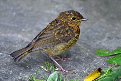 გულწითელა (Erithacus rubecula) — გრეიტ-დიქსტერი, სასექსი — Charles J. Sharp