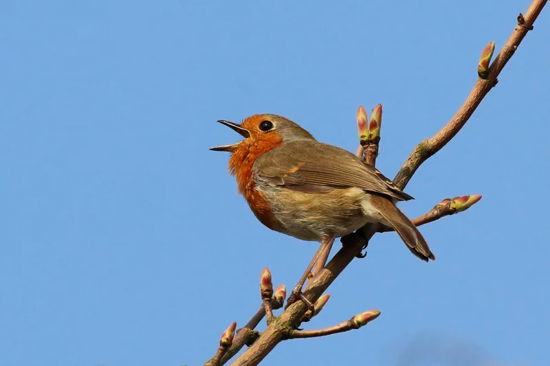 გულწითელა (Erithacus rubecula) — სტრატფილდ-ბრეიკი, ოქსფორდშირი — Charles J. Sharp
