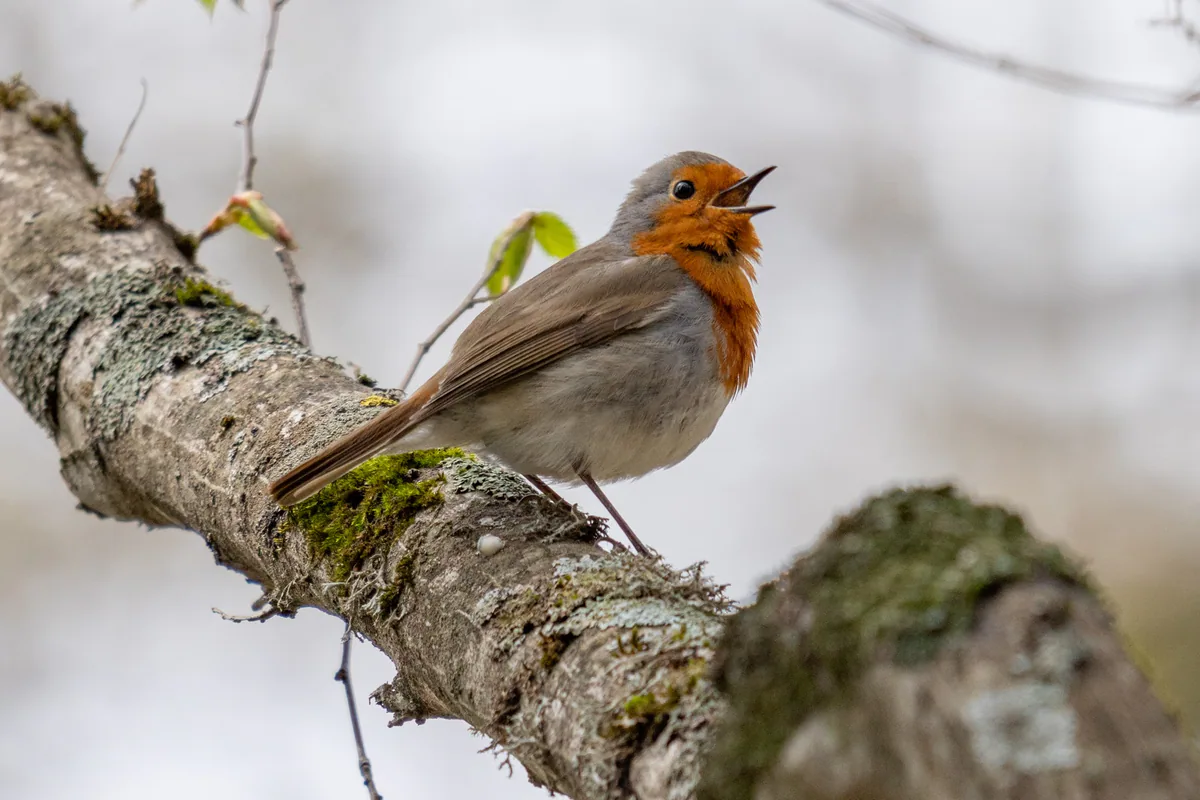 გულწითელა (Erithacus rubecula) საქართველოში ბუდობს და მთელი წელი გვხვდება