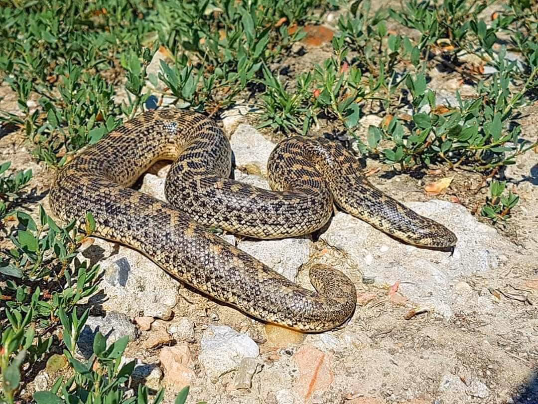 Javelin Sand Boa (Eryx jaculus) — northern Bulgaria — Alexandru Buzatu