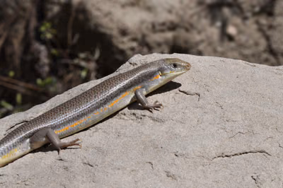 Schneider's Skink (Eumeces schneiderii) — Extreme southeast Georgia — Edouard Veuillet