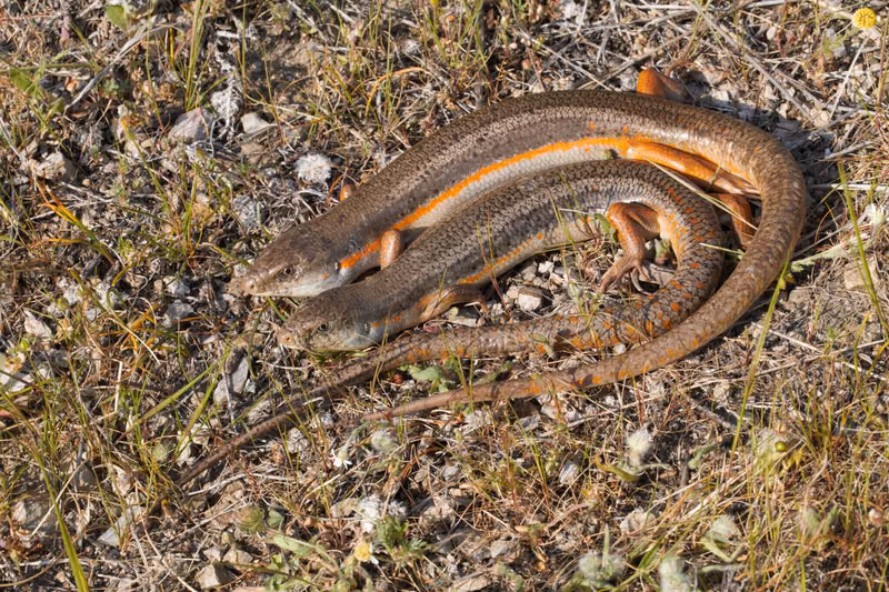 Schneider's Skink (Eumeces schneiderii) — Extreme southeast Georgia — Vojtěch Víta