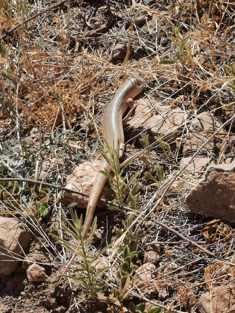 Schneider's Skink (Eumeces schneiderii) — Extreme southeast Georgia — רעות בן אלישר