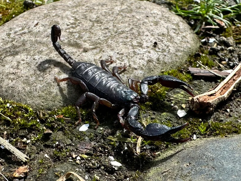 Italian scorpion (Euscorpius italicus) — Kobuleti — butterfly_fly