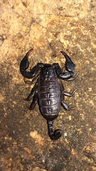 Italian scorpion (Euscorpius italicus) — Georgia; several regions — Dominik Boesl