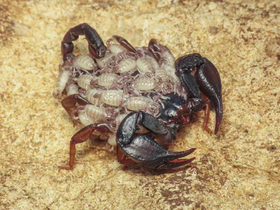 Italian scorpion (Euscorpius italicus) — Georgia; several regions — Emanuele Santarelli