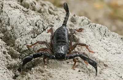 Italian scorpion (Euscorpius italicus) — Kobuleti — Gintautas Steiblys