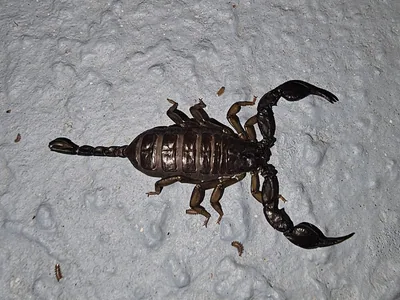 Italian scorpion (Euscorpius italicus) — Kobuleti — Markus Ackermann