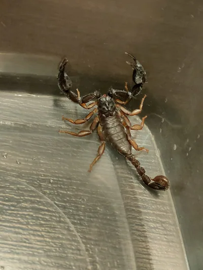 Italian scorpion (Euscorpius italicus) — Kobuleti — Matvei Bogdanov