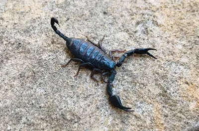 Italian scorpion (Euscorpius italicus) — Ortabatumi — Sandro Khakhva
