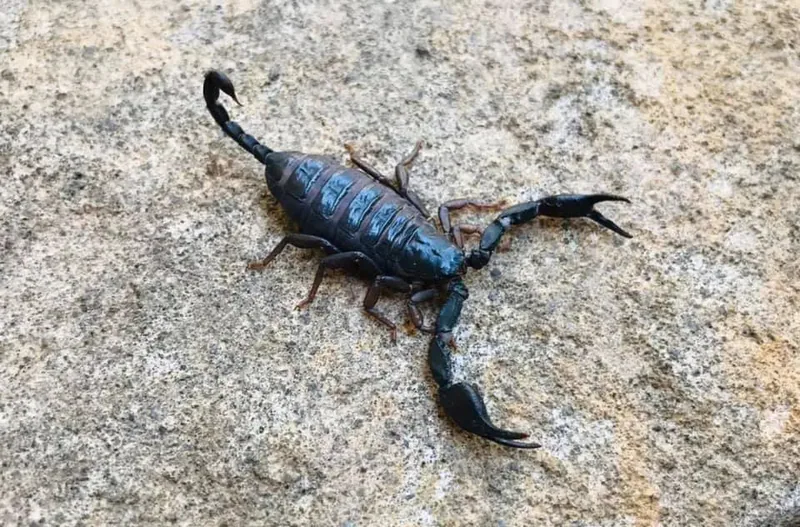 იტალიური მორიელი (Euscorpius italicus) — ორთაბათუმი