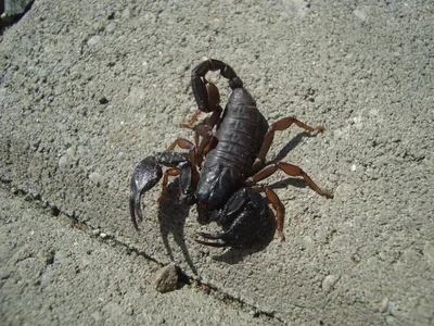 Italian scorpion (Euscorpius italicus) — Batumi — Zakro Songulashvili